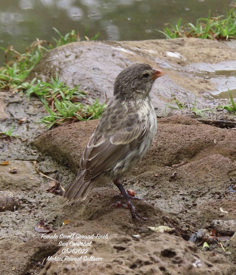 Small Ground-Finch - ML469213091