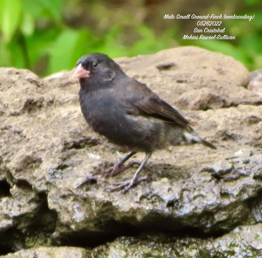 Small Ground-Finch - ML469213171