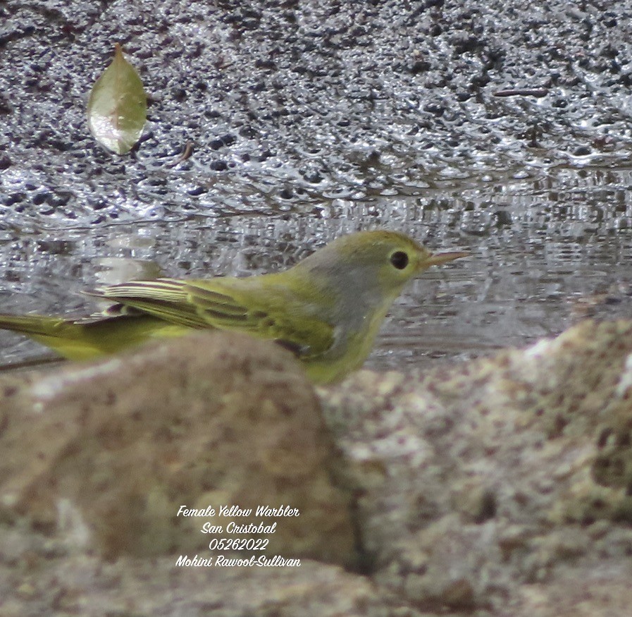 Yellow Warbler (Galapagos) - ML469213331