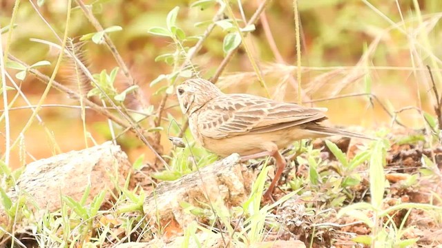 Singing Bushlark (Singing) - ML469213361