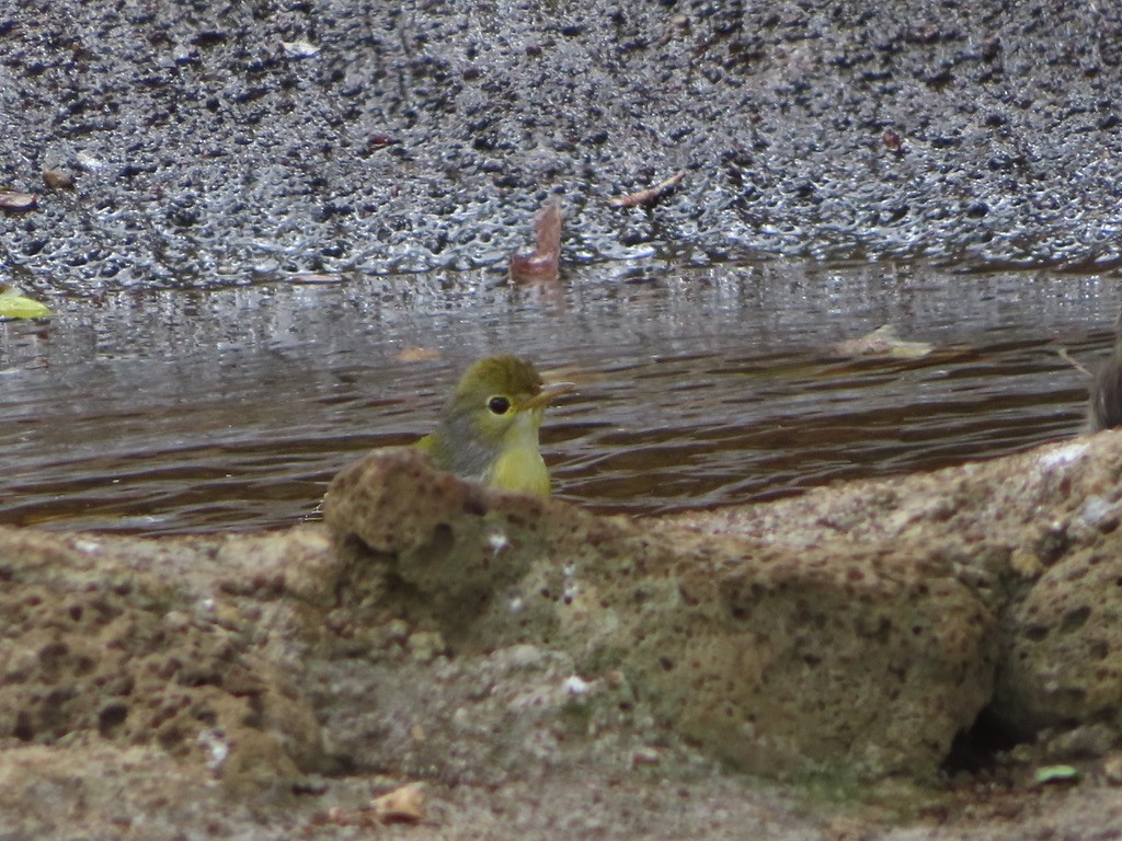 Yellow Warbler (Galapagos) - ML469213371