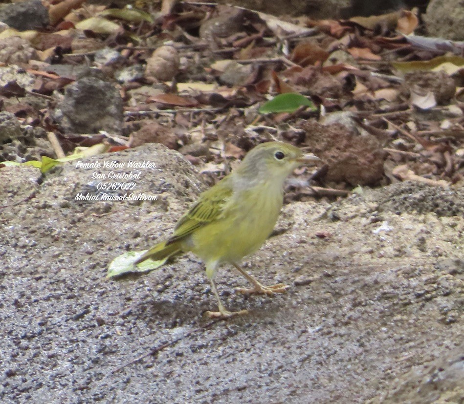 Yellow Warbler (Galapagos) - ML469213511