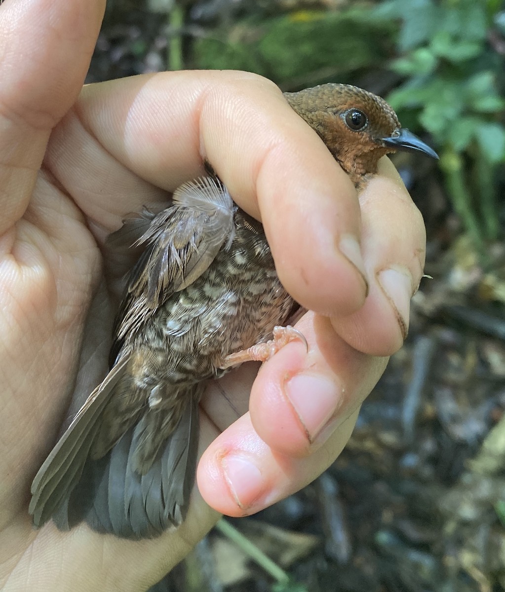 Woodhouse's Antpecker - ML469213671