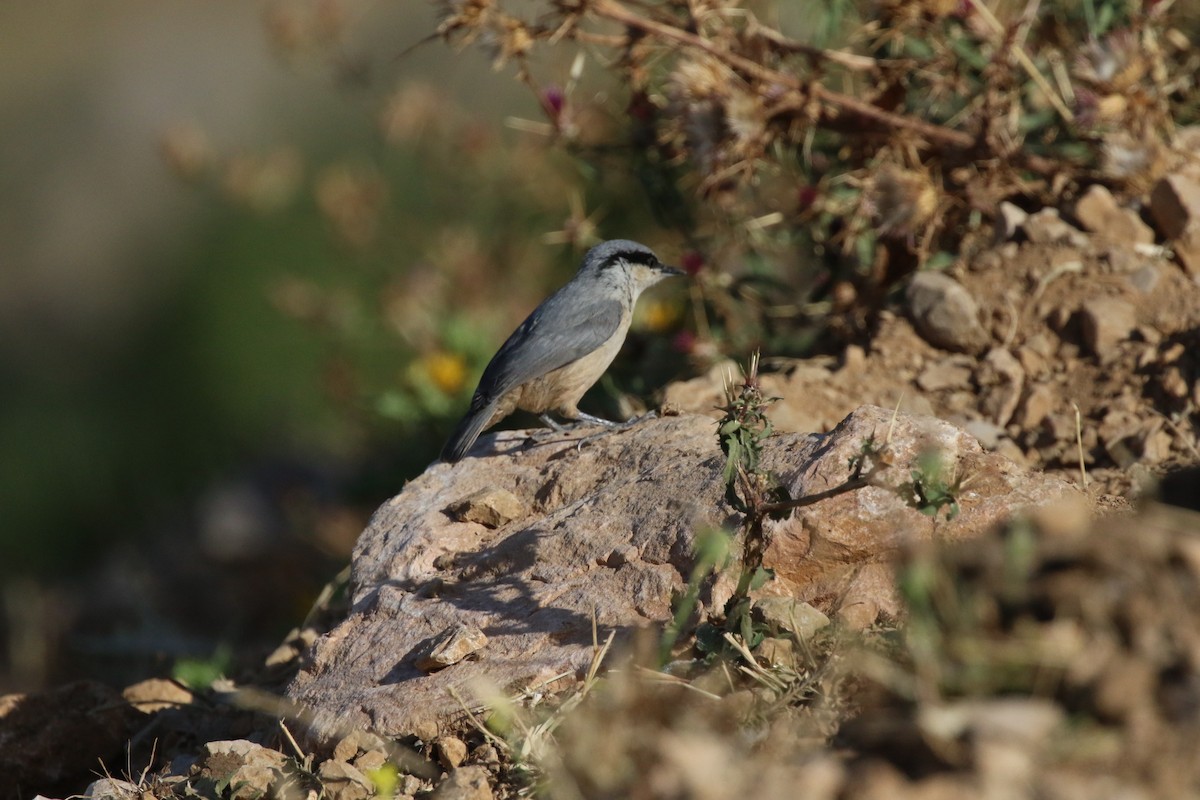 Western Rock Nuthatch - ML469213831