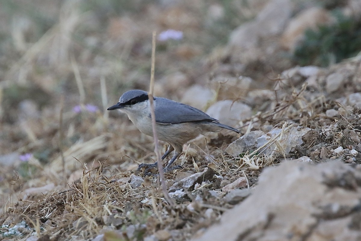 Western Rock Nuthatch - ML469213841