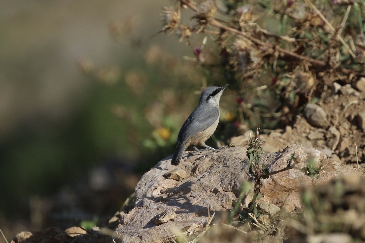 Western Rock Nuthatch - Krista Oswald