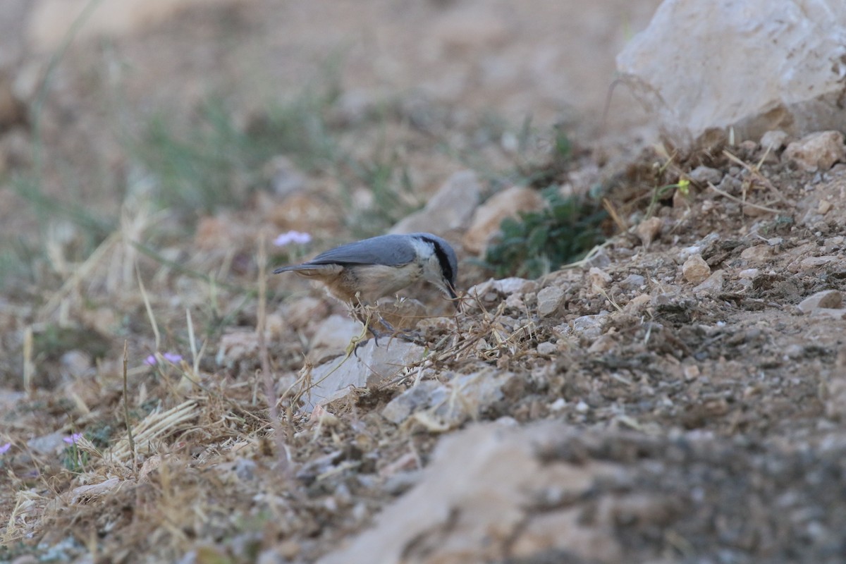 Western Rock Nuthatch - Krista Oswald