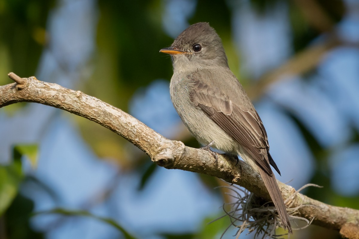 Southern Tropical Pewee - Rodrigo Pacheco
