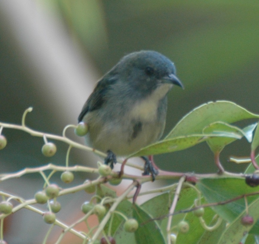 Pygmy Flowerpecker - ML469215611