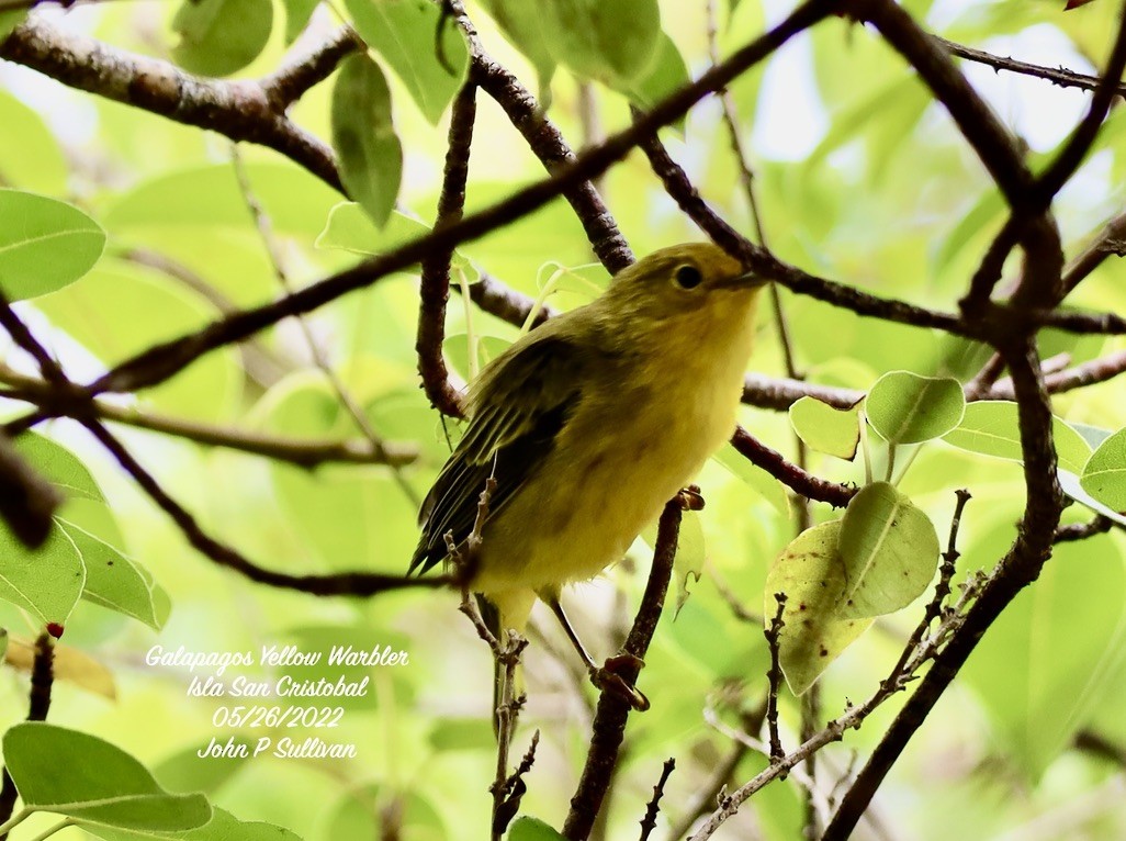 Yellow Warbler (Galapagos) - ML469216591