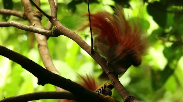 Goldie's Bird-of-Paradise - ML469217