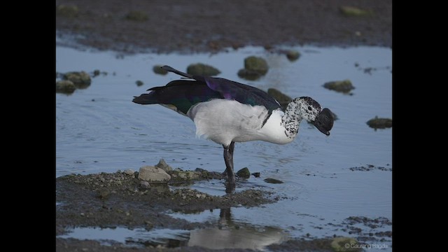 Knob-billed Duck - ML469217551