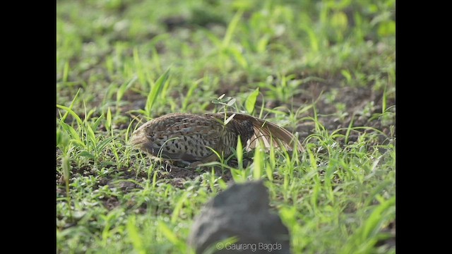 Barred Buttonquail - ML469217641