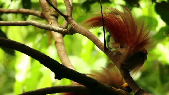 Goldie's Bird-of-Paradise - ML469218