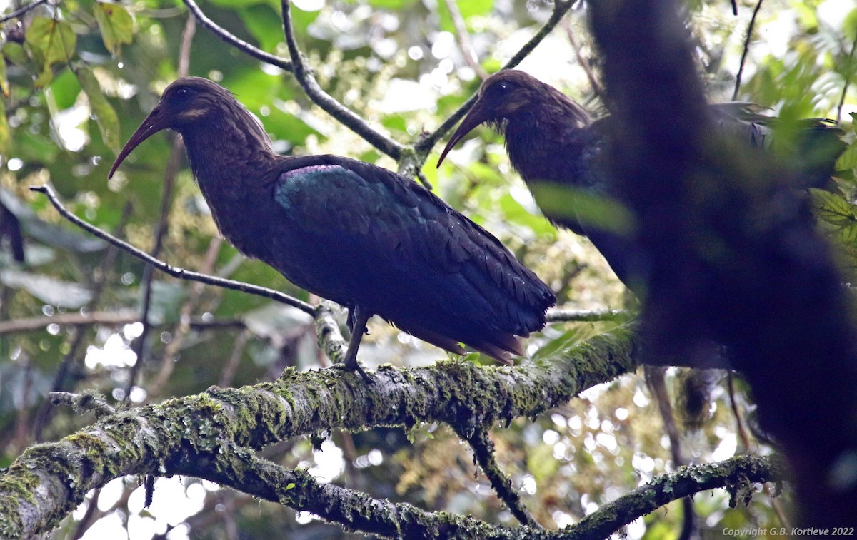 ibis olivový - ML469218051