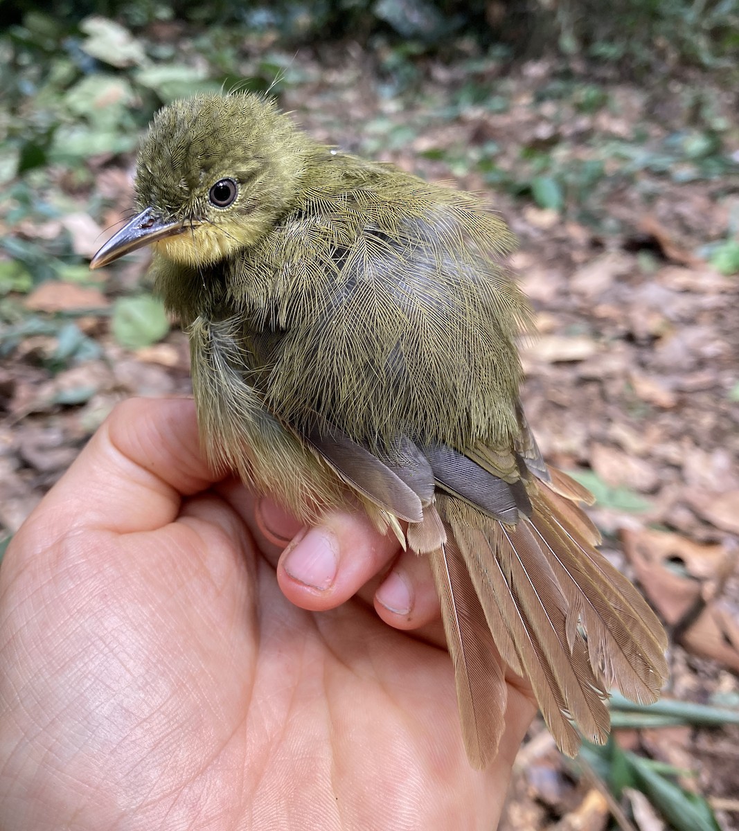 Bulbul ictérin - ML469218141