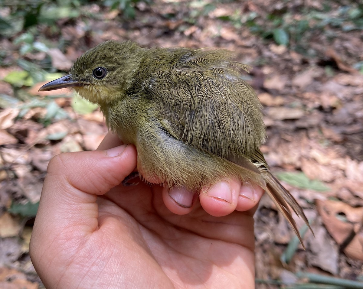 Bulbul ictérin - ML469218221