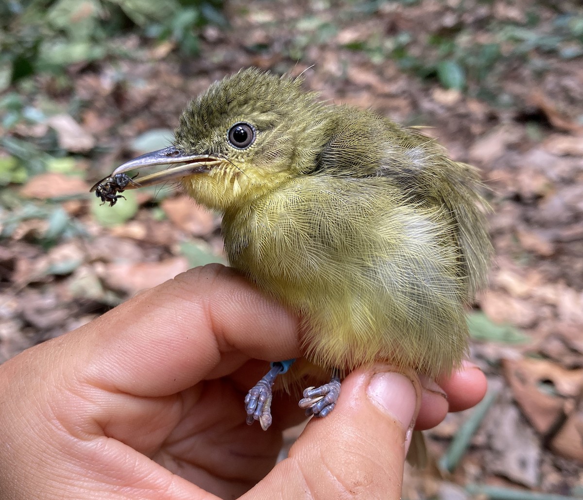 Bulbul ictérin - ML469218381