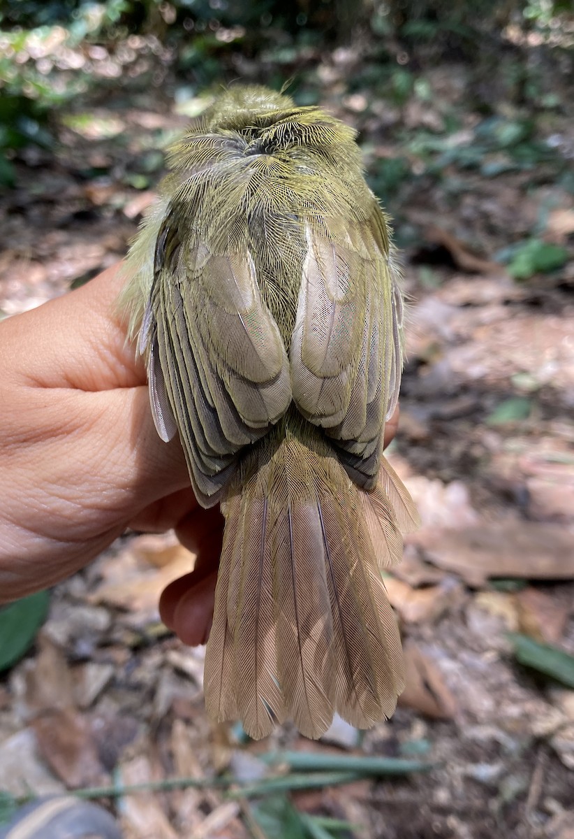 Bulbul ictérin - ML469218511