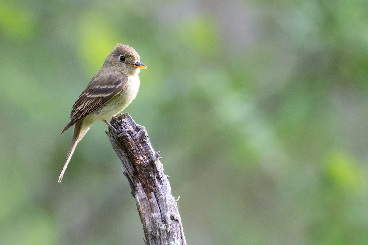 Western Flycatcher (Cordilleran) - ML469218671