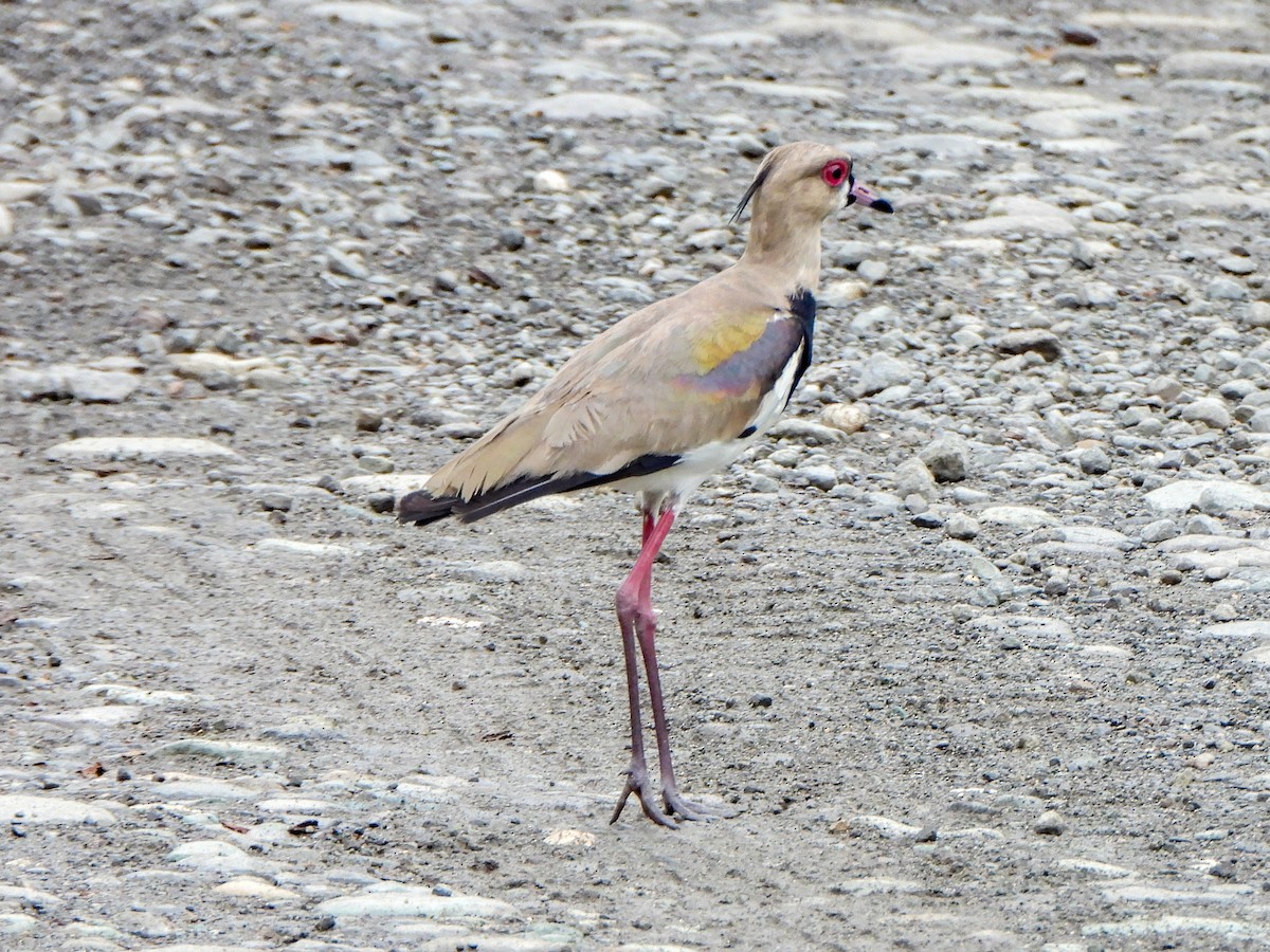 Southern Lapwing - ML469219011