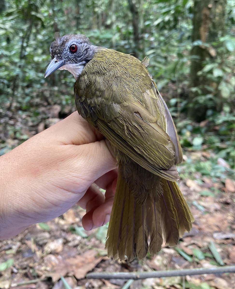 Red-tailed Greenbul - ML469219601