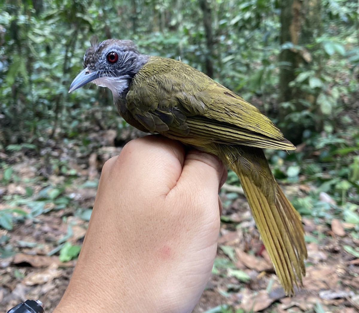 Red-tailed Greenbul - ML469219691