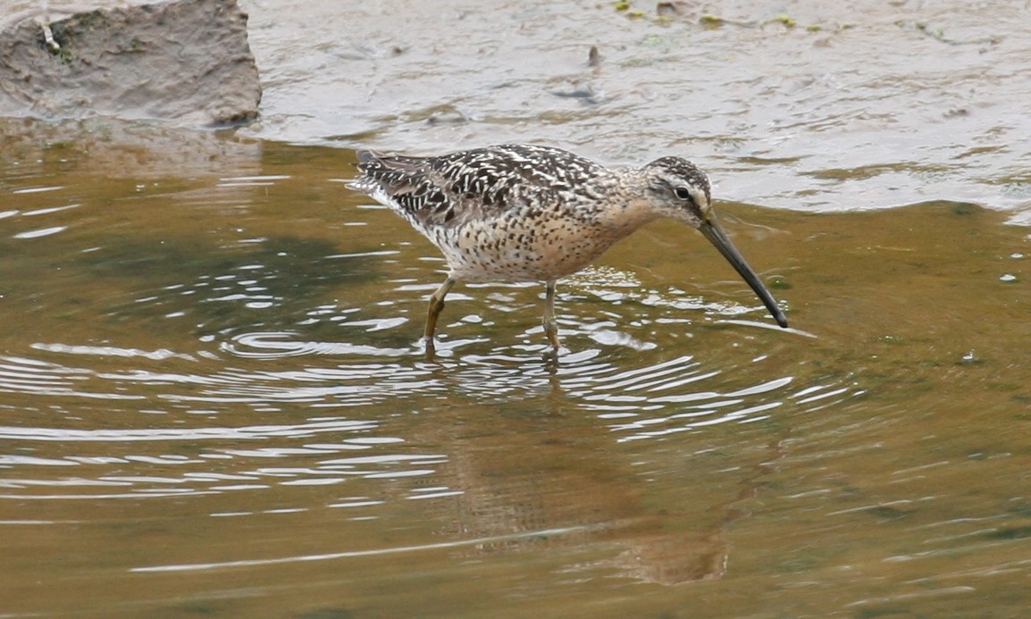 Short-billed Dowitcher - ML469219731