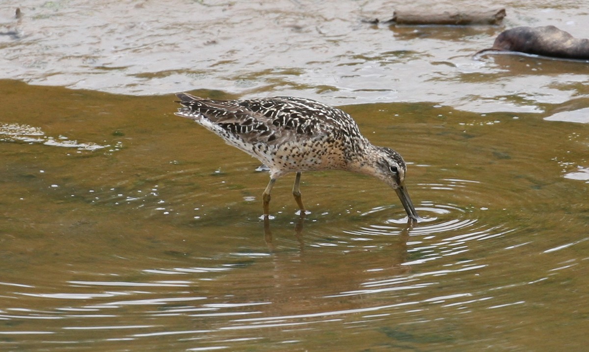 Short-billed Dowitcher - ML469219741