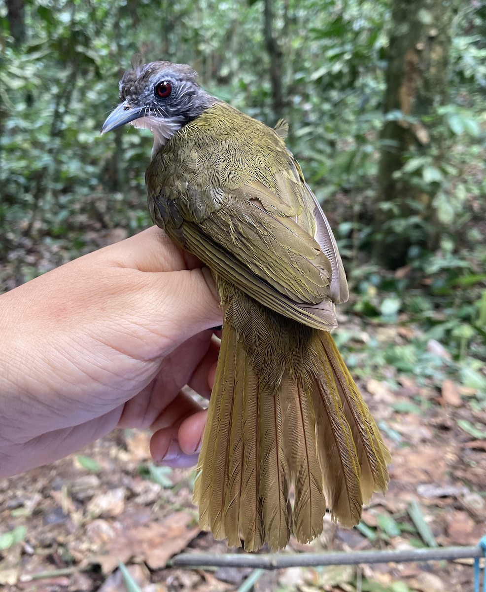 Red-tailed Greenbul - ML469219821