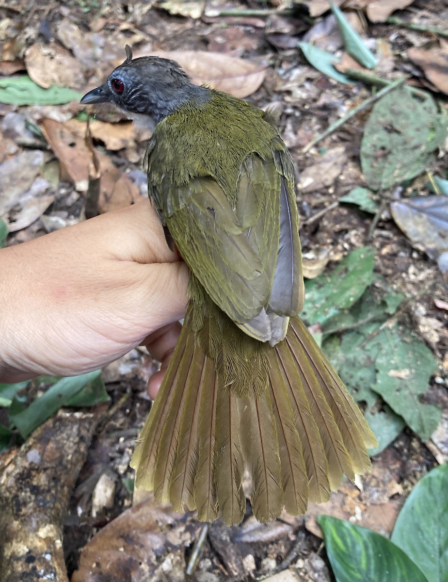 Red-tailed Greenbul - ML469219861