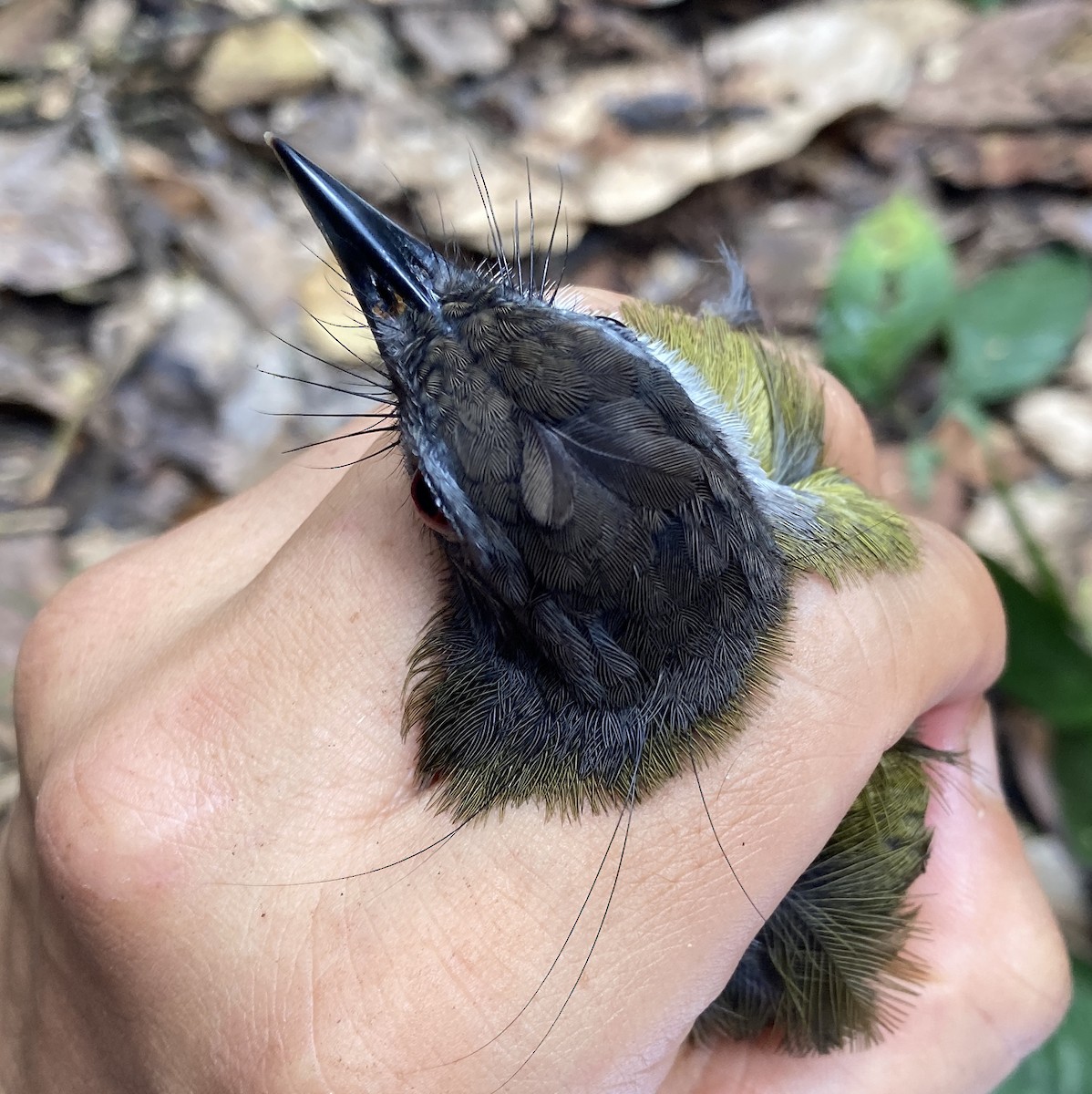 Red-tailed Greenbul - ML469220021