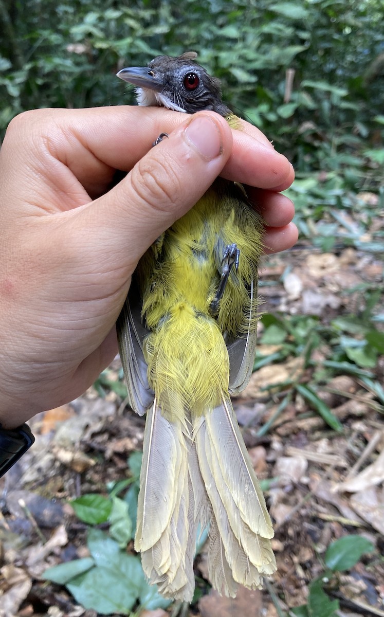 Red-tailed Greenbul - ML469220331