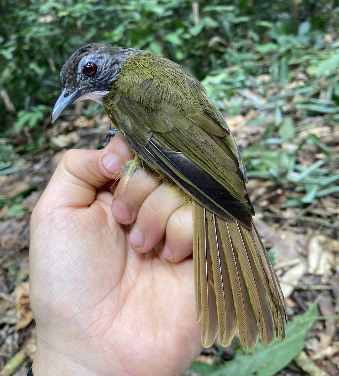 Red-tailed Greenbul - ML469220641