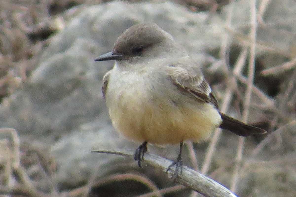 Say's Phoebe - Steve Svedeman