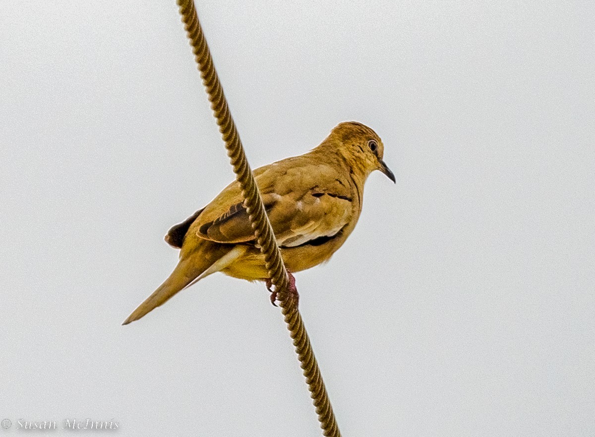 Picui Ground Dove - Susan Mac