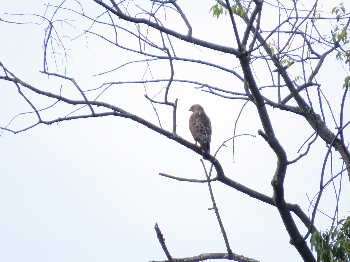 Broad-winged Hawk - ML469223431