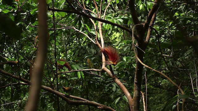 Goldie's Bird-of-Paradise - ML469225