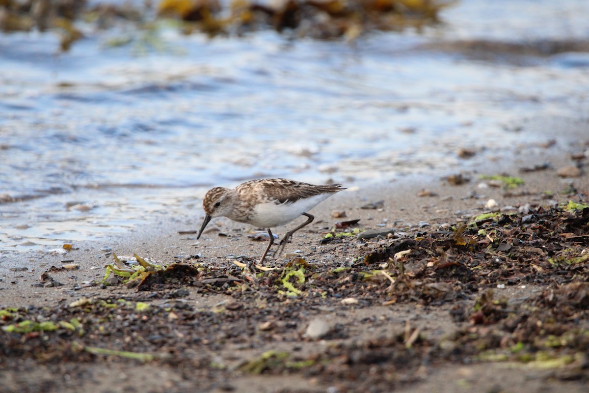 Semipalmated Sandpiper - ML469225691