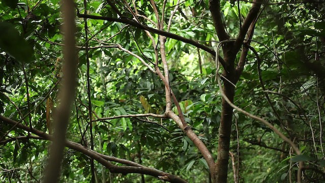 Goldie's Bird-of-Paradise - ML469226