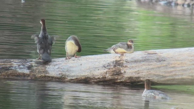 Common Merganser - ML469226961