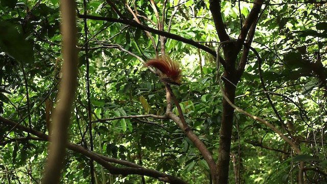 Goldie's Bird-of-Paradise - ML469227