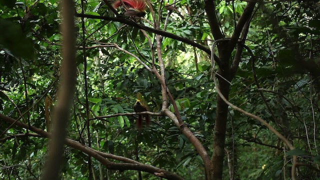 ベニカザリフウチョウ - ML469228