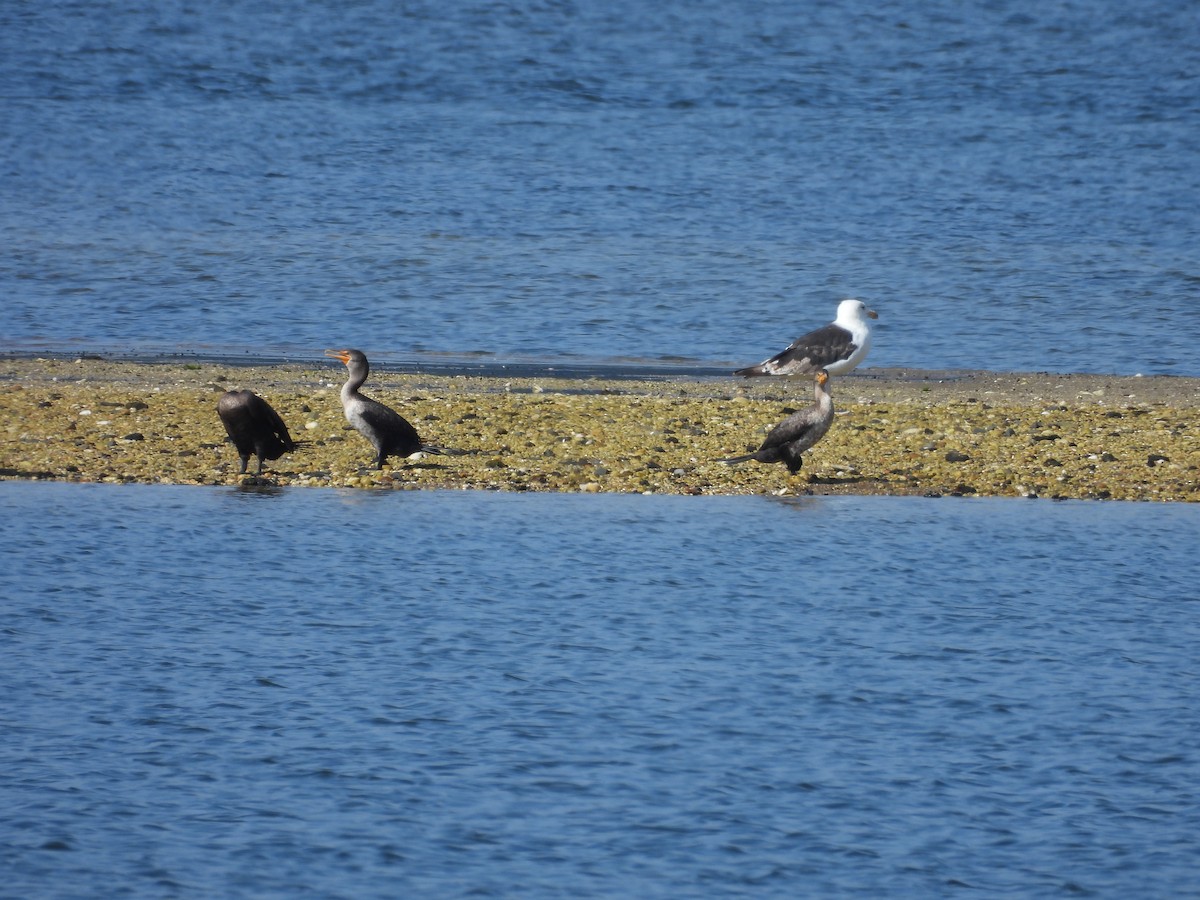 Cormorán Orejudo - ML469228291