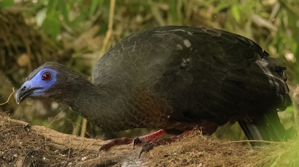 Sickle-winged Guan - Scott Young