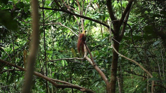 Goldie's Bird-of-Paradise - ML469229