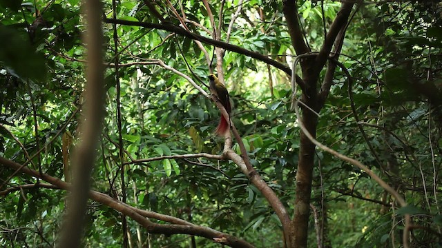 Goldie's Bird-of-Paradise - ML469230