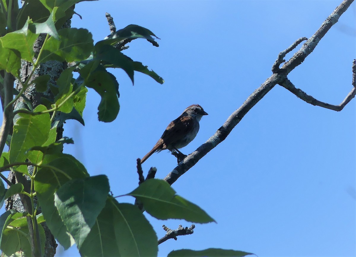 Swamp Sparrow - ML469230491