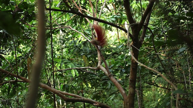 ベニカザリフウチョウ - ML469231