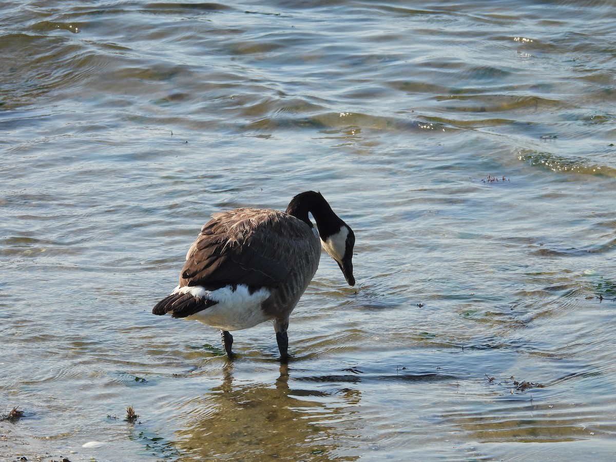 Canada Goose - ML469231521